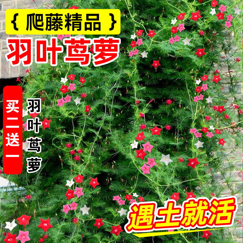 羽叶茑萝种子四季播种开花易活室外庭院五角星花种籽盆栽爬藤植物