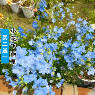 小花飞燕草花种子四季播种开花易活阳台庭院盆栽花卉种子花籽种籽