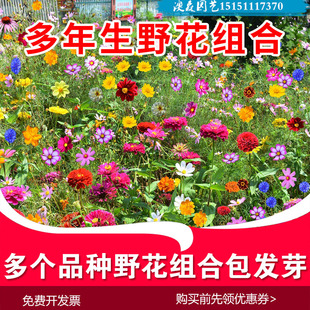 户外野花组合花种子耐旱多年生四季开花百日草波斯菊太阳花易活盆