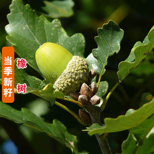 青冈栎橡籽红橡红栎柞树橡树种子