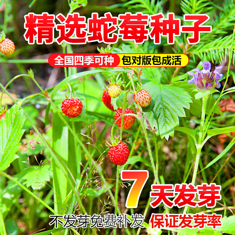 蛇莓种子野生草莓多年生园林地被点缀花籽中药材蛇泡草籽庭院盆栽