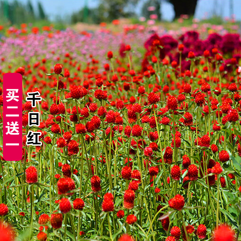 四季千日红种子红色火球花种籽孑