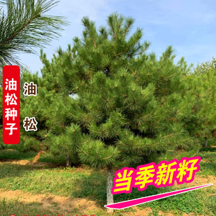 耐寒油松种子松树籽落叶松白皮松东北黑松嫁接五针松罗汉松盆景