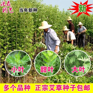新艾草种子大叶小叶艾草种籽种植野生甜叶艾驱蚊防虫五月艾籽
