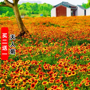 天人菊种子多年生宿根耐寒园林盆栽绿化花卉园艺花种籽子庭院阳台