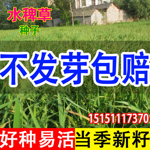 水稗草种子湖南稷子小米草籽