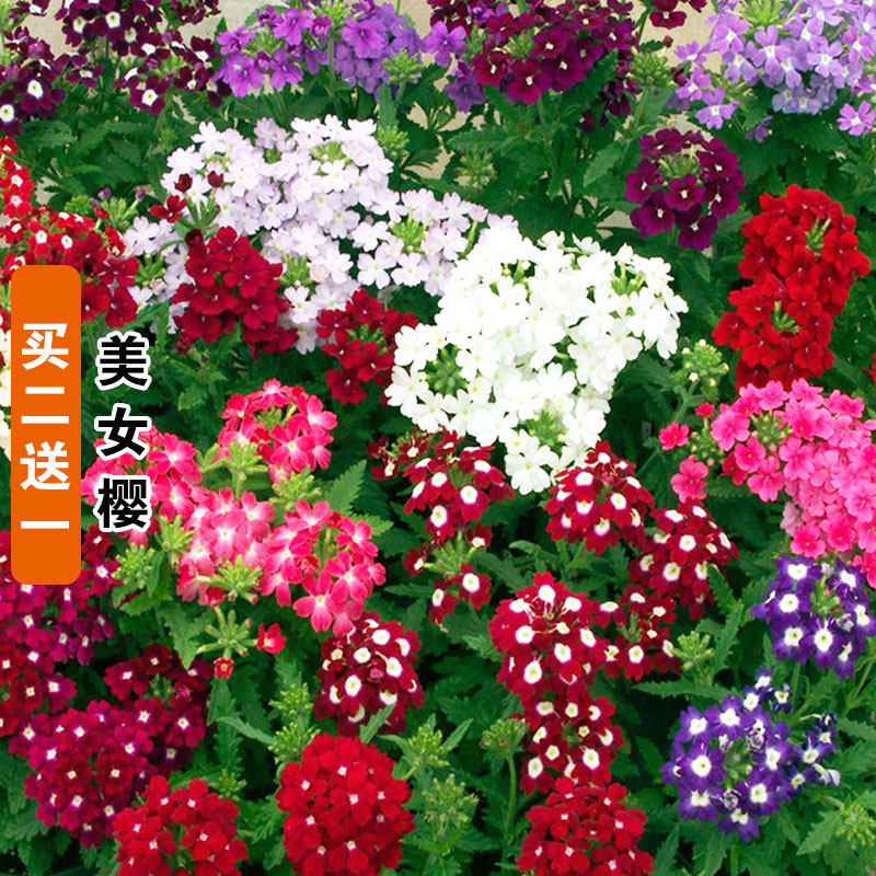 四季室内外阳台美女樱种子