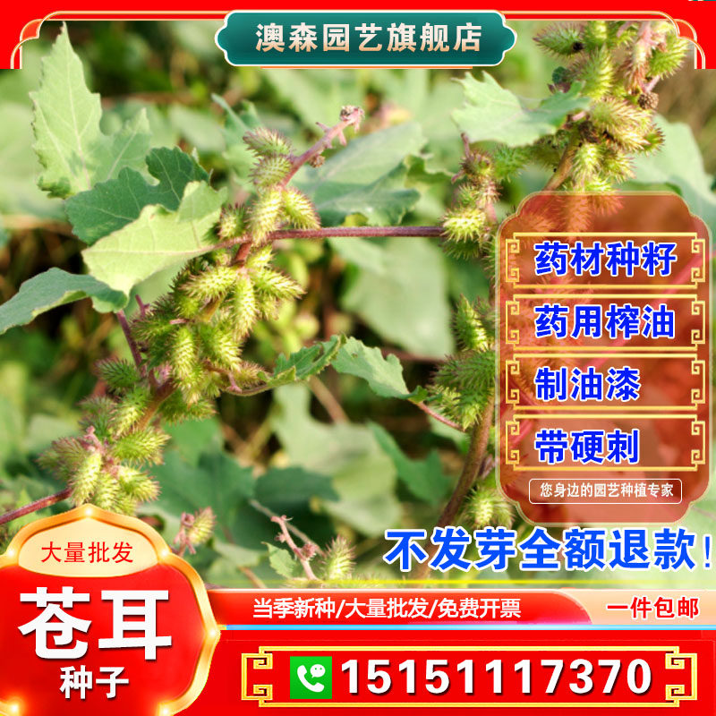 野生成熟带刺毛苍耳种子新货苍耳子中药材正宗泡脚鼻涕苍耳粉包邮