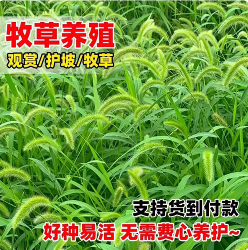 狗尾草种子狗尾巴草种籽药材饲料牧草观赏护坡花园庭院易活花草种 - 封面