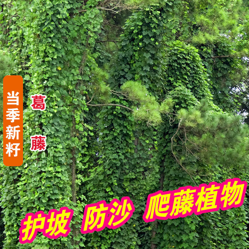 葛藤葛藤种子山坡边坡绿化葛藤种子爬藤植物沙土巩固葛藤草种