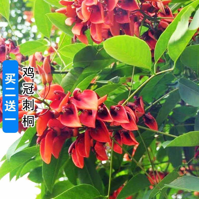 新采鸡冠刺桐种子巴西刺桐 鸡冠豆种子象牙红鸡冠花树种子包邮