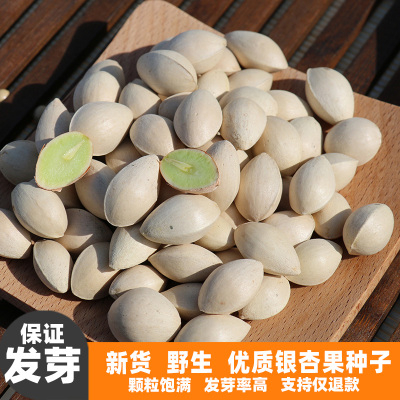 银杏种子四季易种白果树种籽