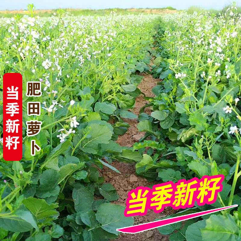 肥田萝卜种子肥田萝卜种籽秋冬