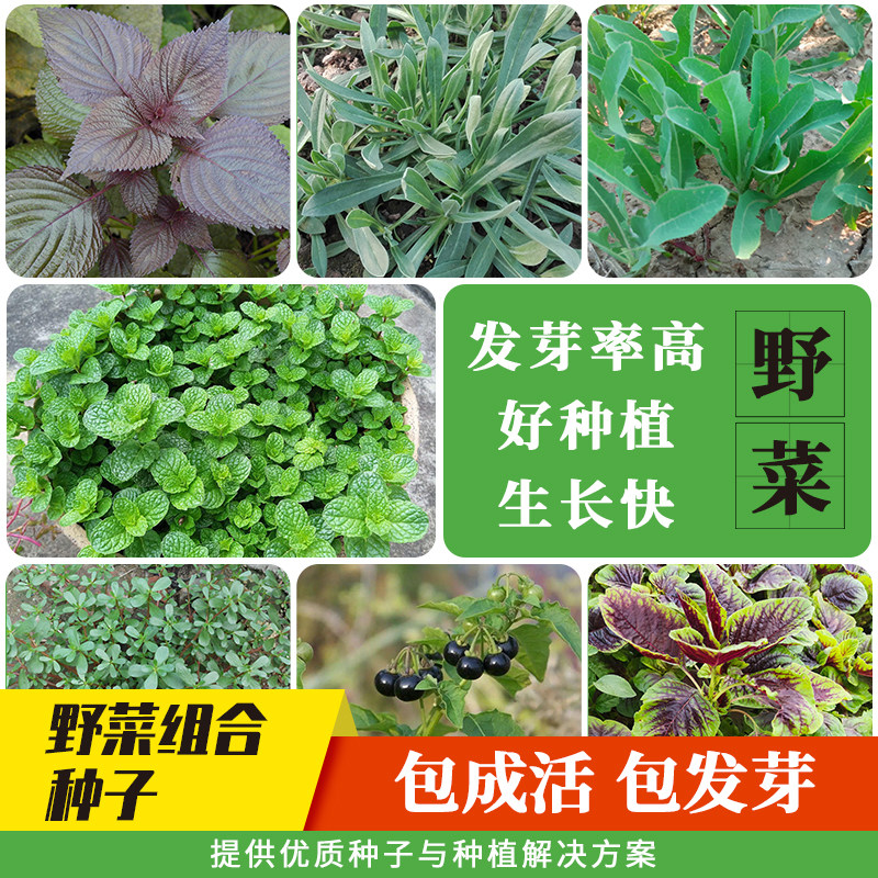 食用野菜种子马齿苋灰灰菜苦麻菜蒲公英种子荠菜面条菜薄荷蔬菜籽