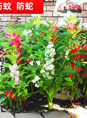 春秋防蛇花种籽易种易活