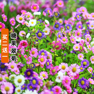 混色糖果色翠菊种子四季播种易活开花阳台盆栽花种籽子小雏菊花籽