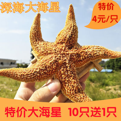 深海大海星五角星泡酒海鲜干货