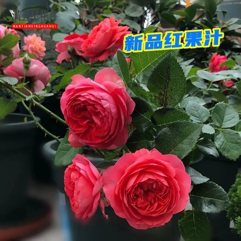 红果汁月季花苗大花微月阳台盆栽香奈儿红色果汁阳台丰花型玫瑰花