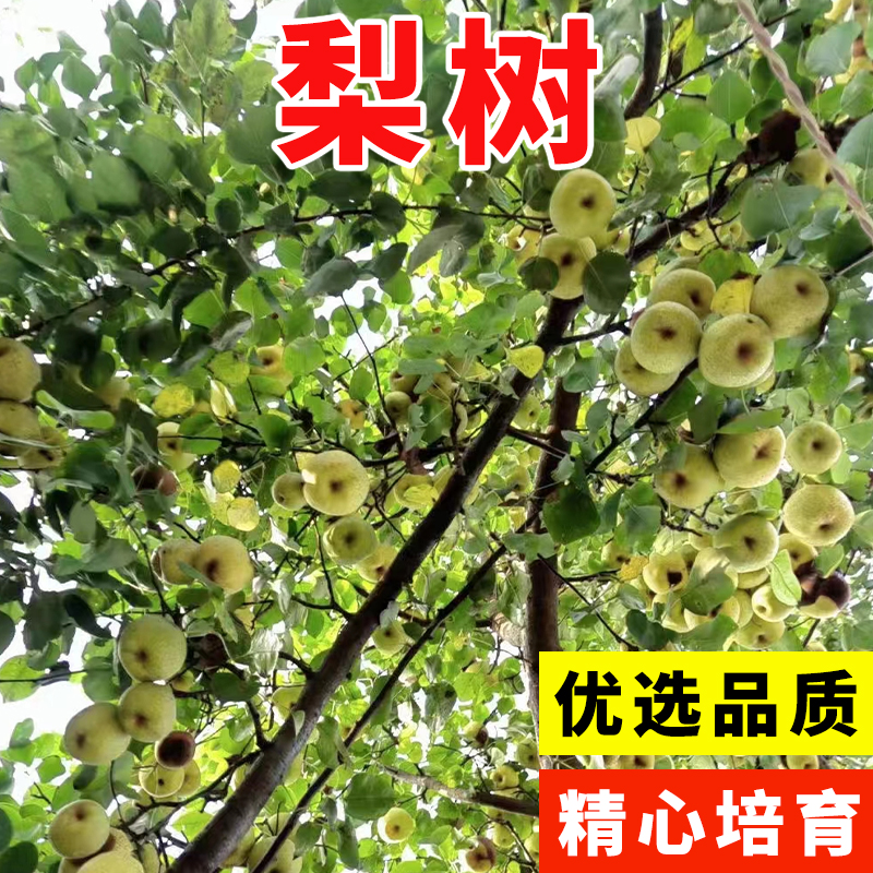 果树 杜梨种子 棠梨 海棠梨 野生酸梨子 南方梨树种子