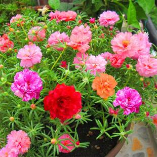 重瓣种子松叶牡丹四季种易活开花不断室内阳台花籽花种籽子