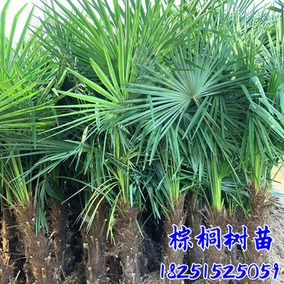 棕榈树苗棕树苗棕榈苗扇子树苗四季常青绿化苗木庭院植物盆栽花卉
