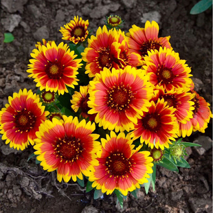 天人菊多年生宿根种子耐寒鲜花园林景观绿化花卉园艺种籽庭院阳台