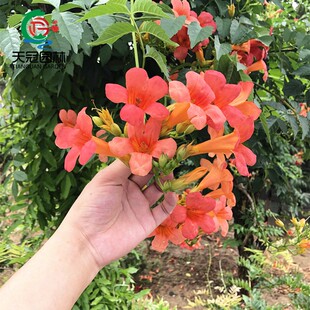 美国凌霄花树苗别墅庭院大型盆栽耐寒爬藤风景植物中华凌霄炮仗花
