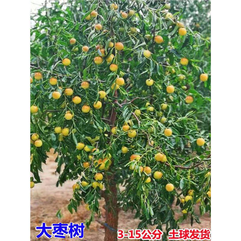 特大枣树活苗带土球老桩脆甜沾化冬枣庭院果树盆栽地栽金丝枣树苗