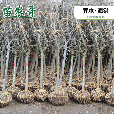 海棠树苗 垂丝海棠 庭院耐寒植物别墅风景树  西府海棠绿化树苗