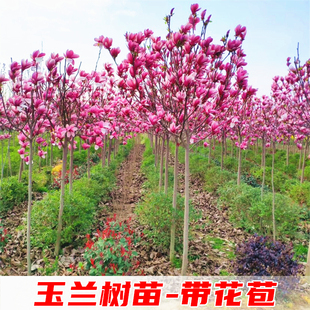 玉兰树苗紫白黄二乔娇红庭院盆栽大型耐寒风景树玉兰花树苗带花苞