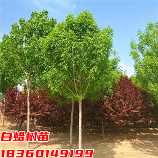白蜡树苗金叶白蜡树小苗庭院行道大型耐寒绿化风景树对接速生白蜡