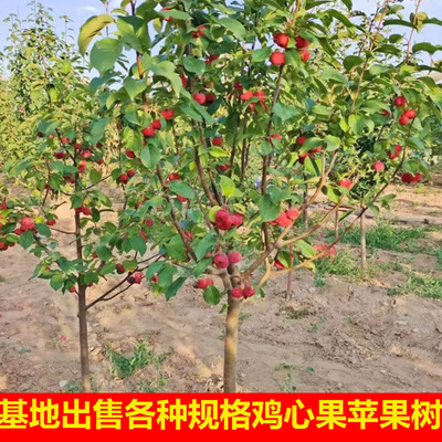 东北耐寒鸡心果苗南方北方四季种植鸡心果树苗盆栽地栽特大苹果苗