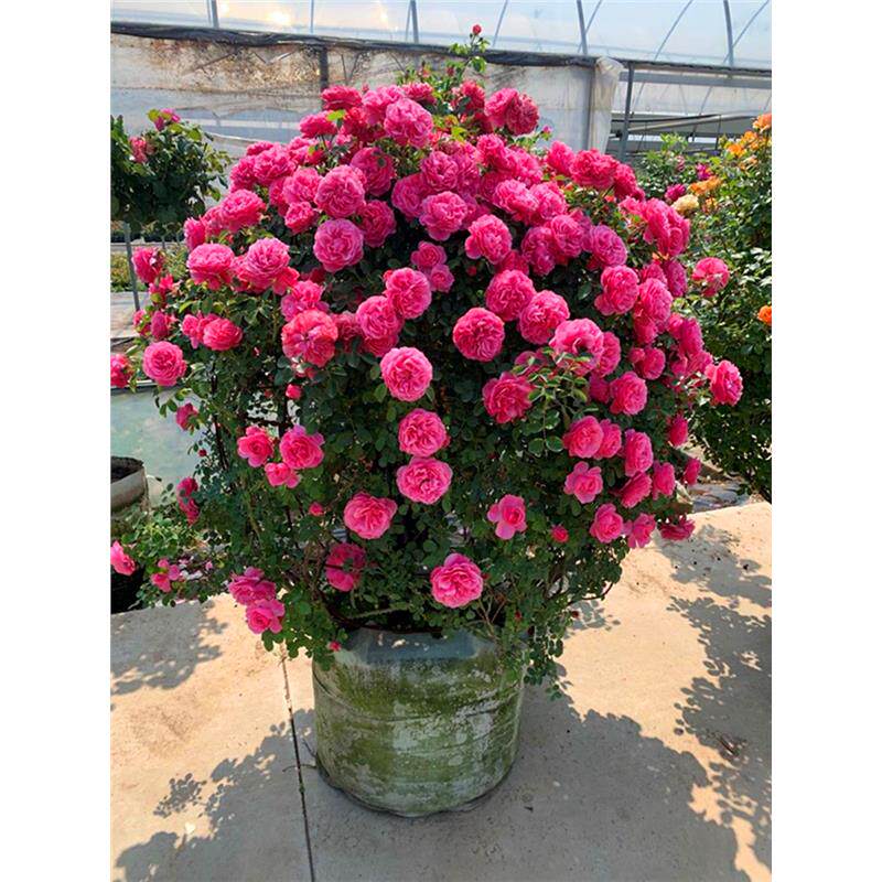 月季花球造型欧月蔷薇球形藤彩虹龙沙宝石花球南北方庭院花园植物