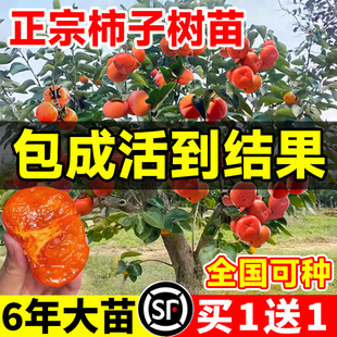 柿子树果苗无核脆甜柿苗火晶柿子树苗当年结果盆栽地栽南北方种植