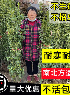 大叶北海道黄杨冬青树苗篱笆防撞壁贴墙耐寒庭院绿化植物四季常青