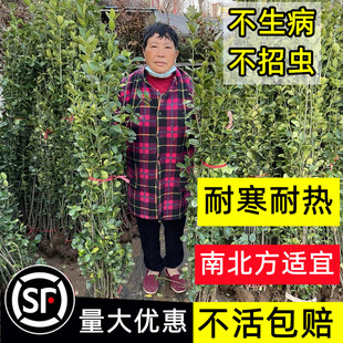 大叶北海道黄杨冬青树苗篱笆防撞壁贴墙耐寒庭院绿化植物四季常青