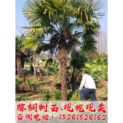 棕榈树苗棕树苗盆栽蒲葵树扇子树苗别墅绿化苗木庭院四季常青植物
