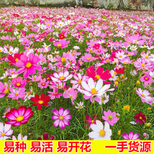 波斯菊花种子格桑花种籽子七彩四季播种开花室外易活野花种子耐旱