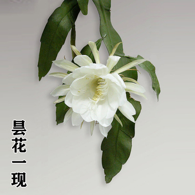 盆栽花卉昙花苗 四季常青 琼花 俗称月下美人 白色品种 红叶昙花