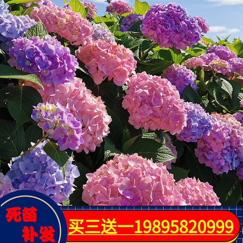 高档花卉绣球花苗盆栽无尽夏阳台庭院别墅花园植物多年生四季耐寒