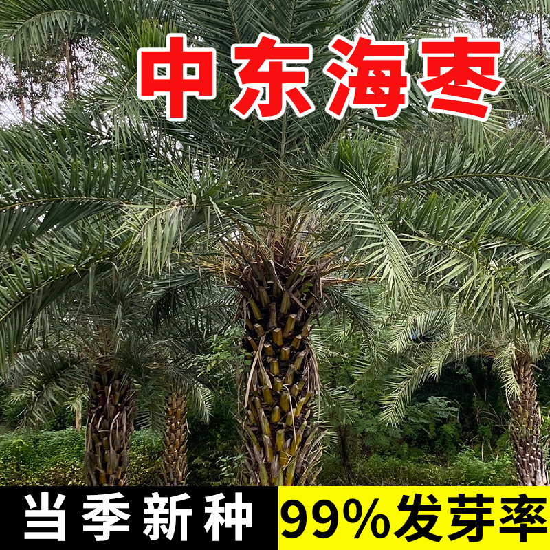 中东阿联酋伊拉克椰枣种子加拿利海枣树水果枣子树木盆栽沙藏