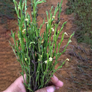 独脚金种子籽疳积野生草种籽独脚疳黄花草清米虫阳台庭院四季播种