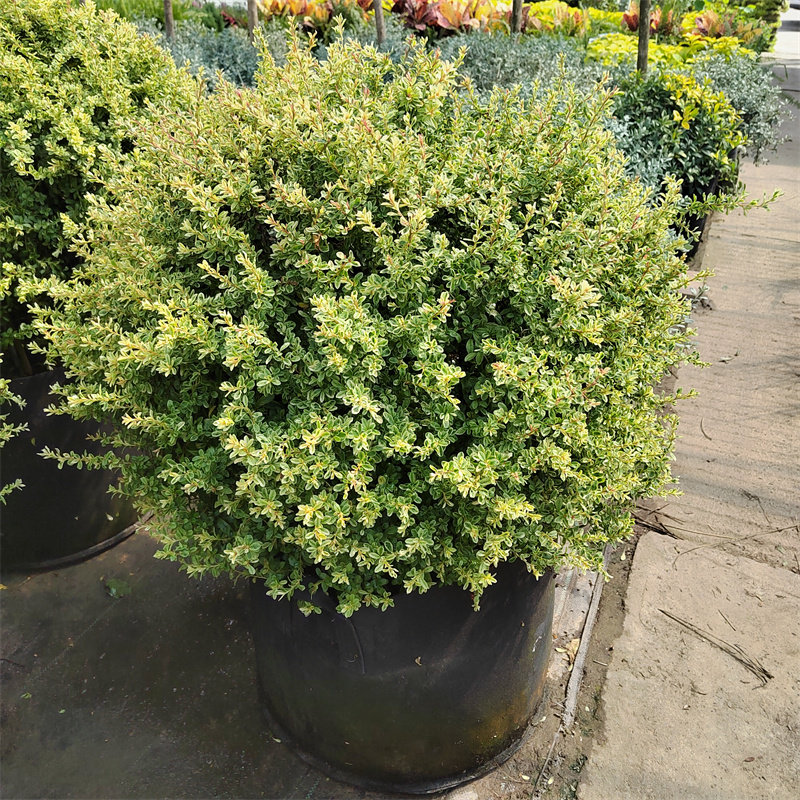 多年生常绿灌木小丑火棘花镜植物四季常青变色彩叶树种耐热耐寒