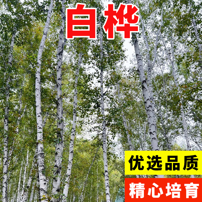 新采白桦种子 白桦树种子 桦树种子 桦木种子 桦皮树园林绿化种籽
