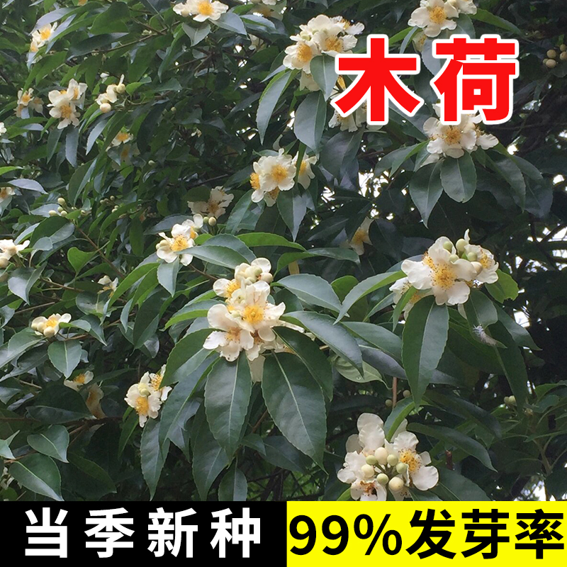 木荷种子基地直销造林绿化种子木荷树种别墅庭院绿植盆栽阔叶防火