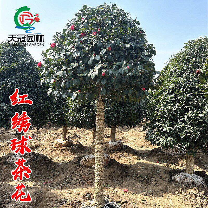 高杆红绣球山茶花树苗四季常青耐寒庭院别墅大型绿化苗木红花绣球