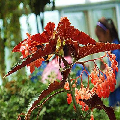 新品种绿植四季开花龙翅海棠 盆栽竹节海棠 珊瑚秋海棠 带花发货