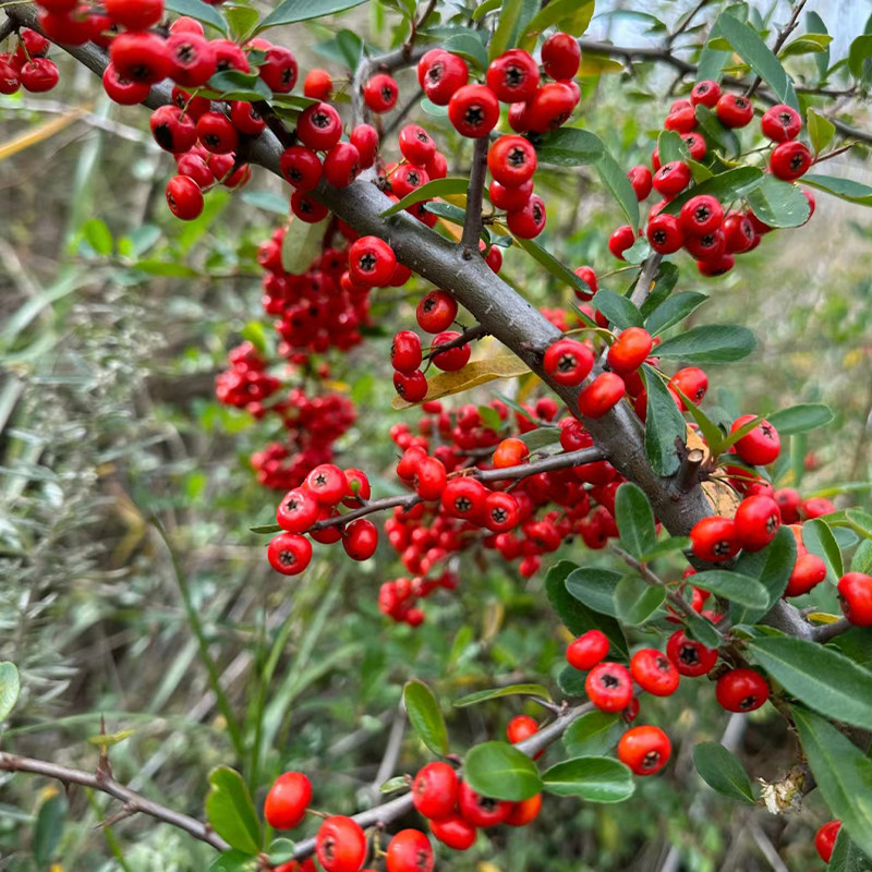 新采火棘种子火棘种籽林木树种沙棘围墙铁篱笆种子红刺木黑刺耐旱