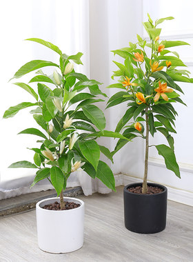 白兰花树苗玉兰小苗庭院室内盆栽四季常青植物浓香花卉黄桷兰花苗