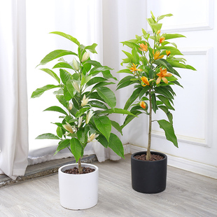 白兰花树苗玉兰小苗庭院室内盆栽四季常青植物浓香花卉黄桷兰花苗